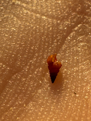 Ittibittium parcum observed 2026-06-09