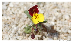 Erythranthe shevockii