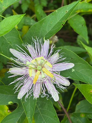 purple passionflower