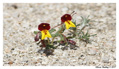 Erythranthe shevockii