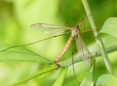 Tipula paterifera