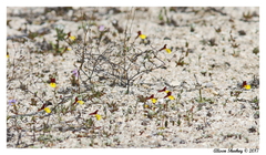 Erythranthe shevockii