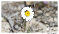 Layia glandulosa