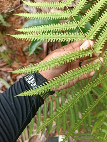 Amblovenatum opulentum observed 2026-05-23