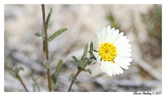 Layia glandulosa