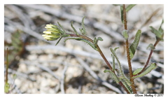 Layia glandulosa