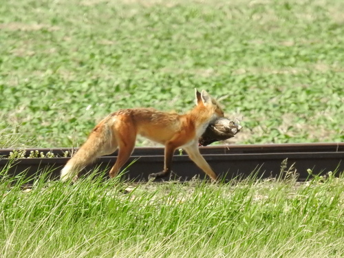 Red Fox