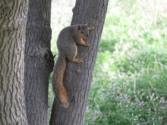 Sciurus niger