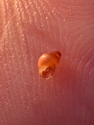 Alcyna observed 2026-06-09