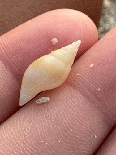 Pisania ignea observed 2026-06-09
