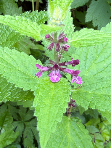 Stachys mexicana, photograph 4
