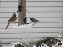Junco