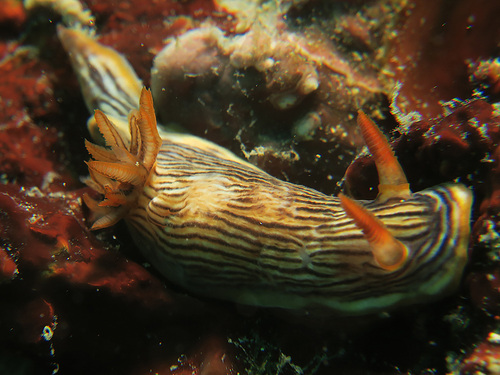 Chromodoris burni observed 2015-11-27