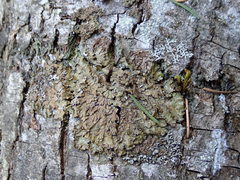 Melanelixia glabratula