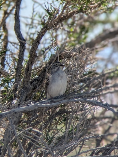 Brewer's Sparrow (Spizella breweri), photo 9