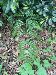 Pteris semipinnata, photograph (c) crothfels, some rights reserved (CC BY)