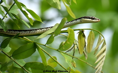 Dendrelaphis