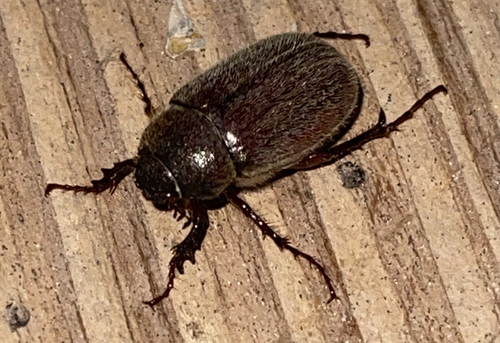 Phyllophaga crenulata photo 2