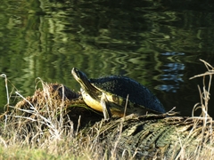 Pseudemys peninsularis