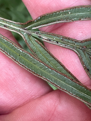 Pteris multifida, photograph (c) crothfels, some rights reserved (CC BY)