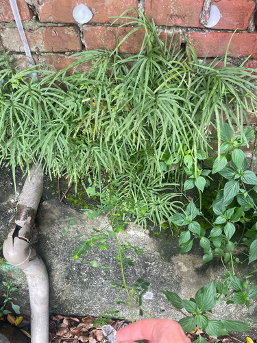 Pteris multifida, photograph 1