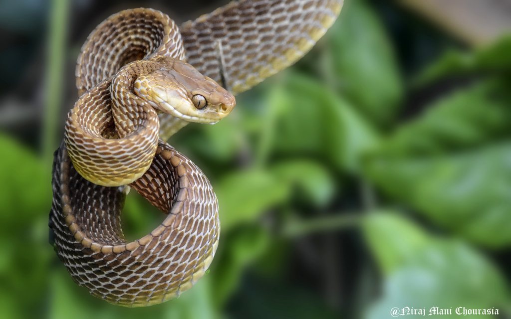 Stoliczka's Asian Cat Snake