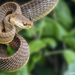Tawny Cat Snake - Photo (c) Niraj Mani Chourasia, some rights reserved (CC BY-NC), uploaded by Niraj Mani Chourasia