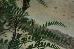 Astragalus propinquus