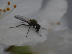 Dilophus antipedalis