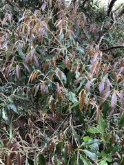 Quercus stenophylloides