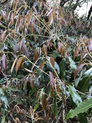 Quercus stenophylloides