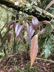 Quercus stenophylloides