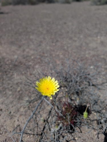 Malacothrix glabrata, photograph 3