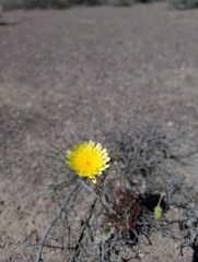Malacothrix glabrata, photograph (c) Jacob Saucier, some rights reserved (CC BY)