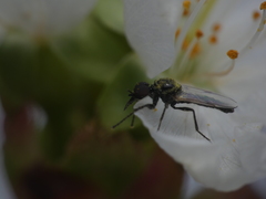 Dilophus antipedalis