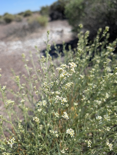 Lepidium fremontii
