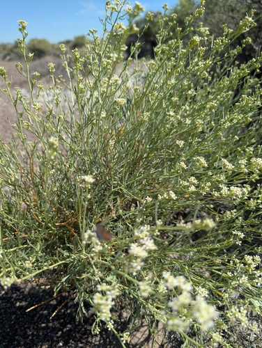Lepidium fremontii, photograph 2