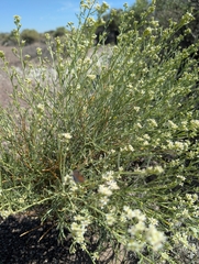 Lepidium fremontii, photograph (c) Jacob Saucier, some rights reserved (CC BY)