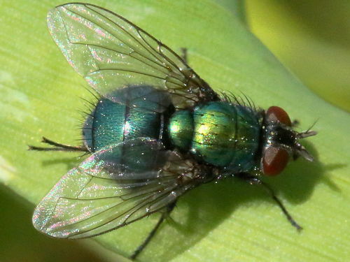 Marsh Greenbottle Fly photo 3