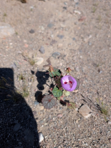 Eremalche rotundifolia