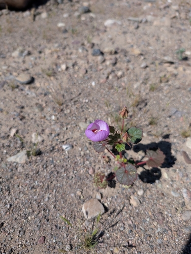 Eremalche rotundifolia, photograph 2