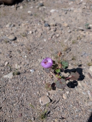 Eremalche rotundifolia, photograph (c) Jacob Saucier, some rights reserved (CC BY)