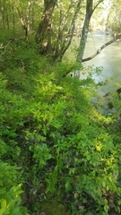 Rhododendron prinophyllum