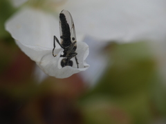 Dilophus antipedalis