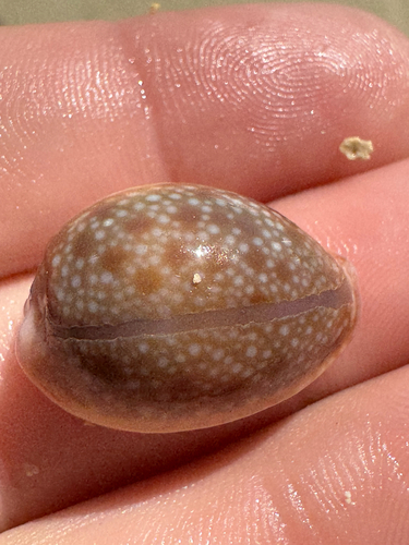 Cypraea helvola observed 2026-06-15