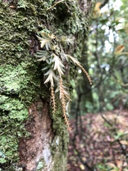 Oberonia arisanensis