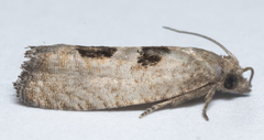 Eucosma tomonana