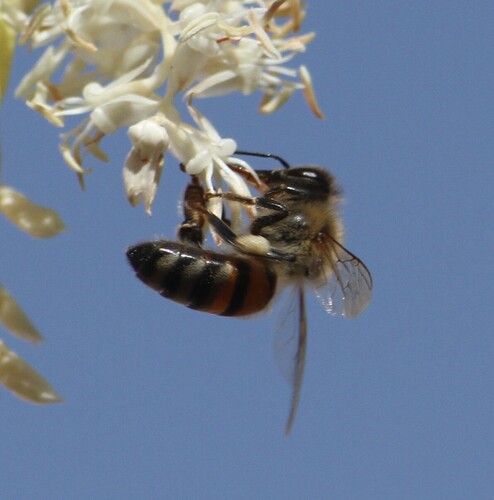 Arabian Honey Bee