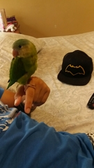 Brotogeris pyrrhoptera