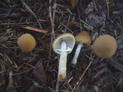 Psathyrella longistriata